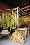 Garlic Drying - photo by Elaine McEnery